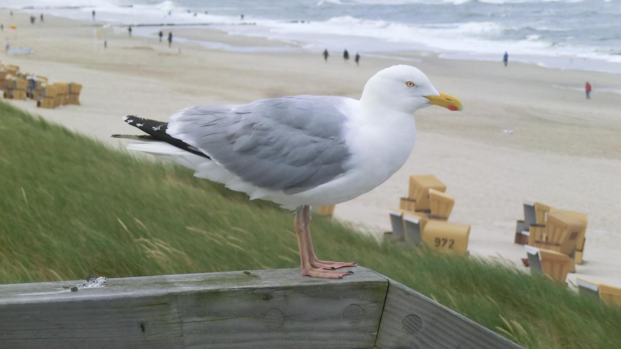 Haus Seehuette 303 Cuxhaven